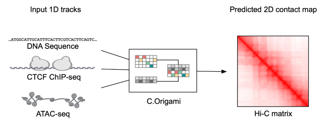 谭济民、夏波等提出基因组构象预测模型及高通量计算遗传筛选方法