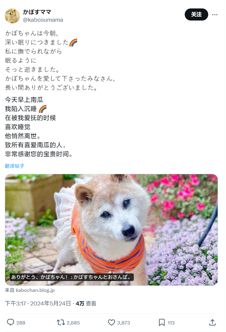 全球知名神烦狗Doge表情包原型柴犬Kabosu不幸离世